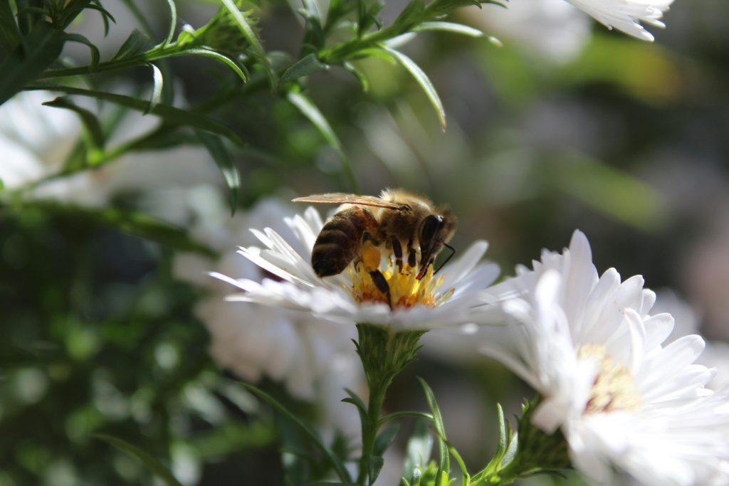 Abeille butinant fleur